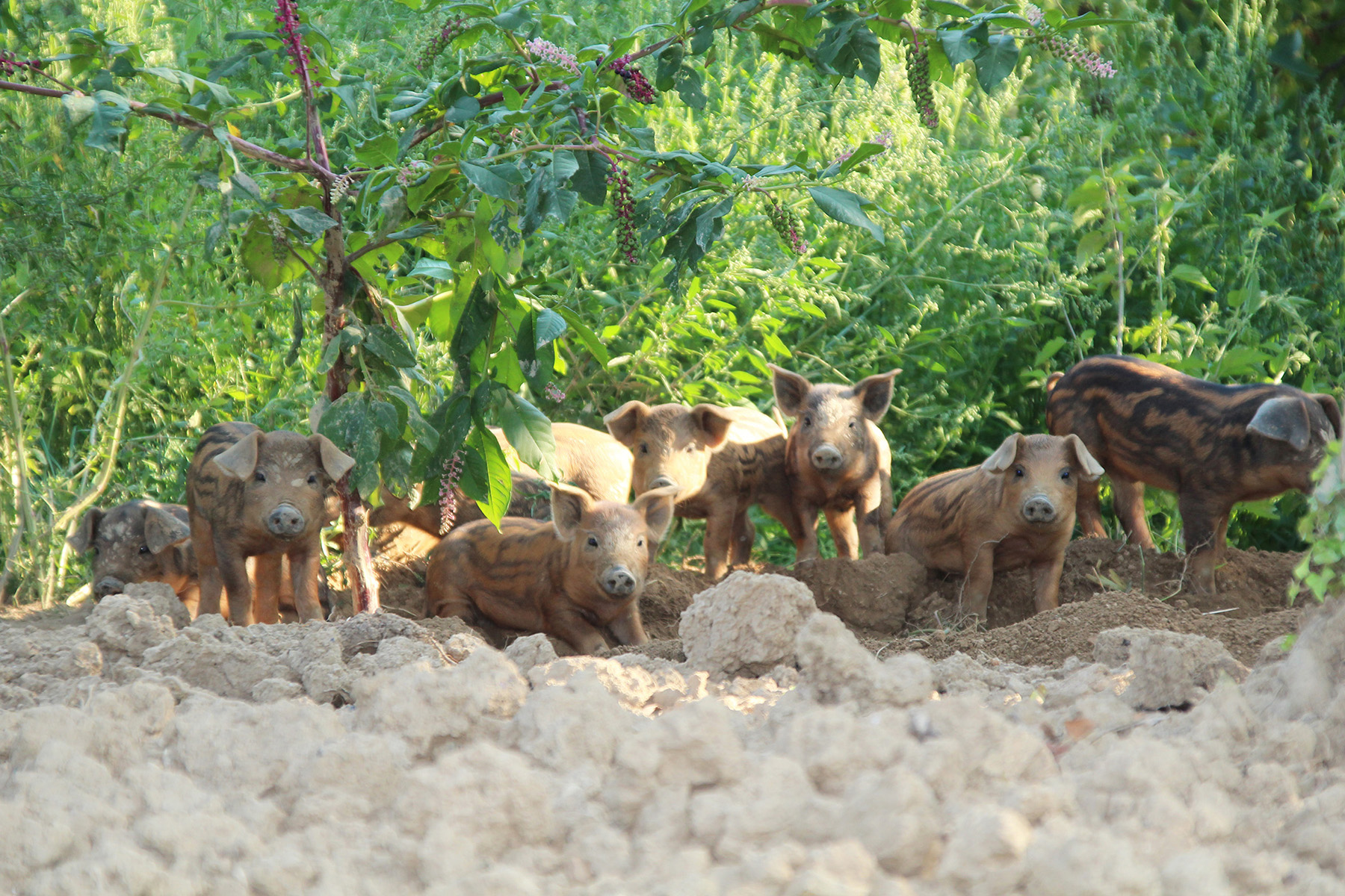Kogelberger Freilandschweine | Sauguats aus der Südsteiermark | Spezialitäten vom Wollschwein | Babies